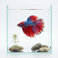 Betta Fish