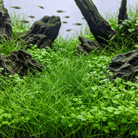 Carpet Plants