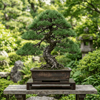 Bonsai