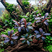 Bucephalandra