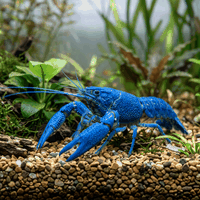 Crayfish