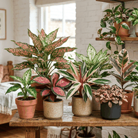 Variegated Plants