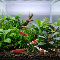 Invertebrates