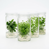 Tissue Culture Plants